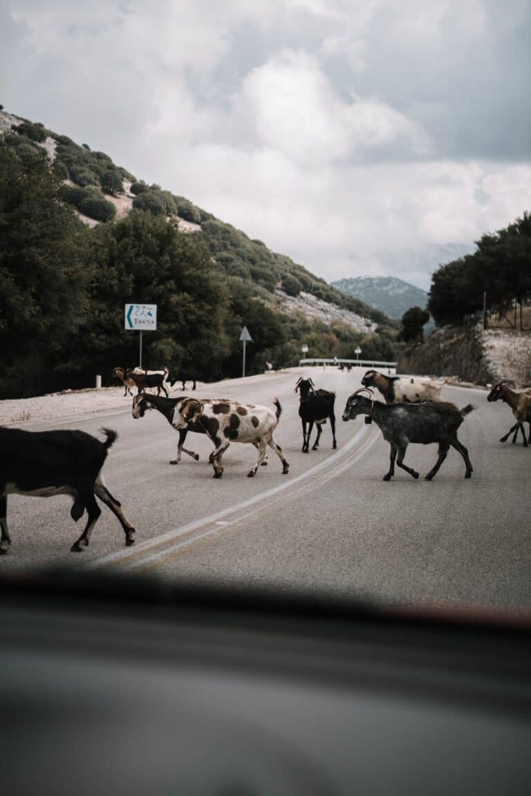 acidentes em rodovias com animais
